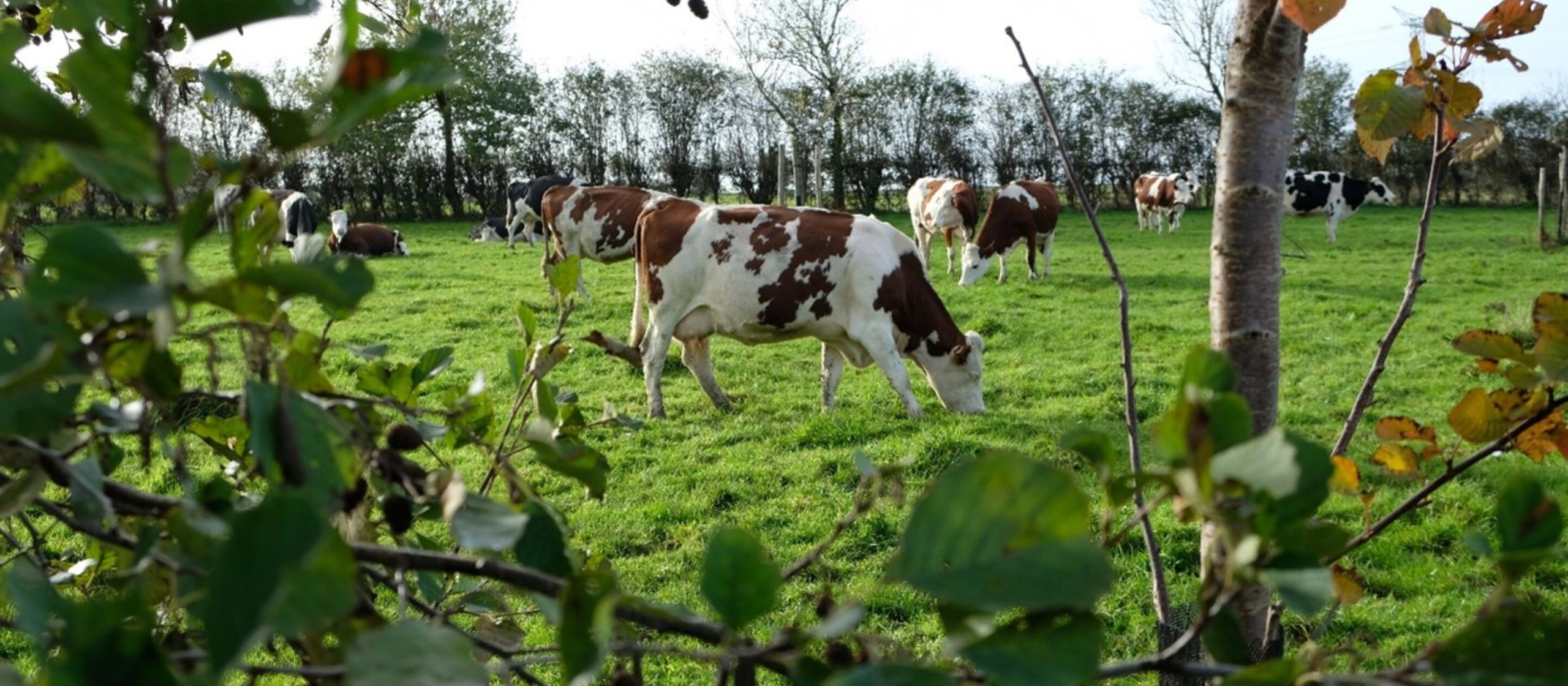 grazende koeien gezien door een heg