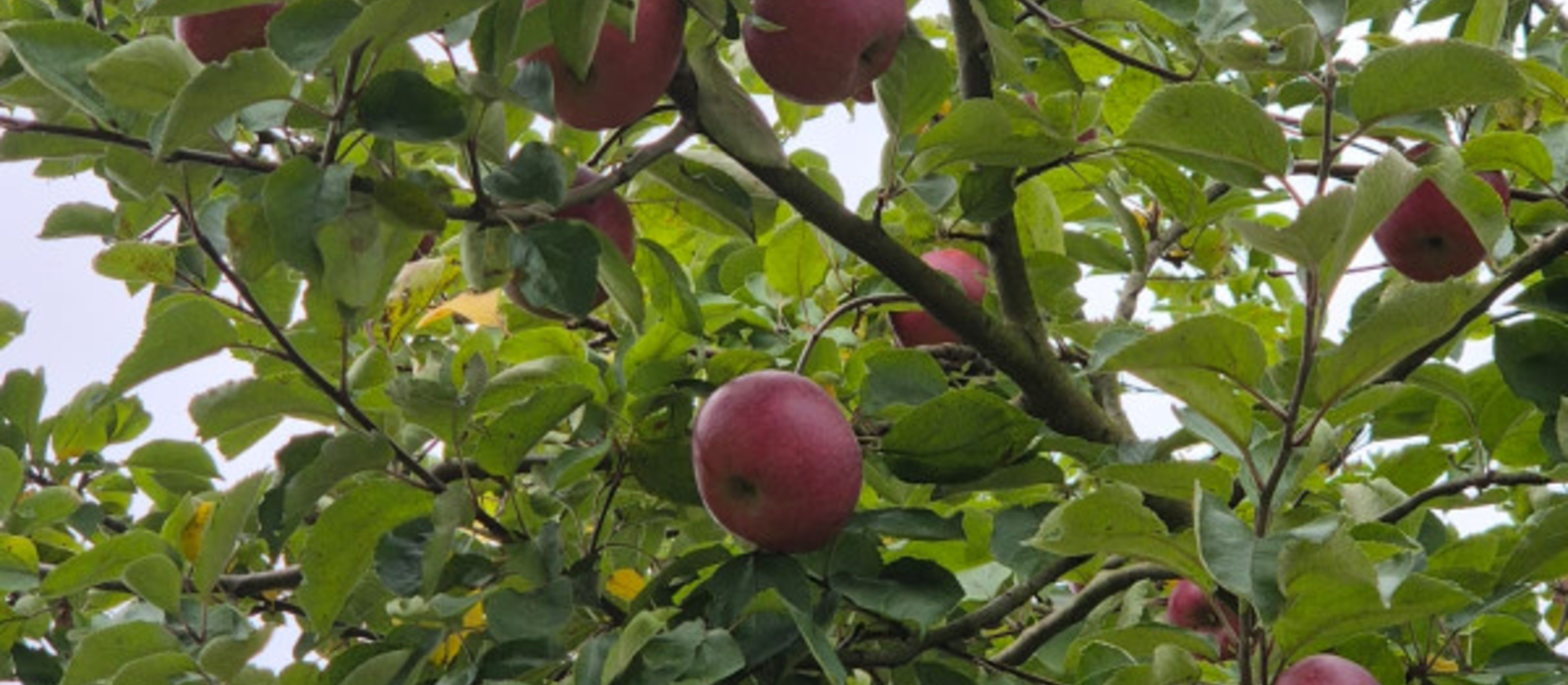 appels hangen aan takken van appelboom