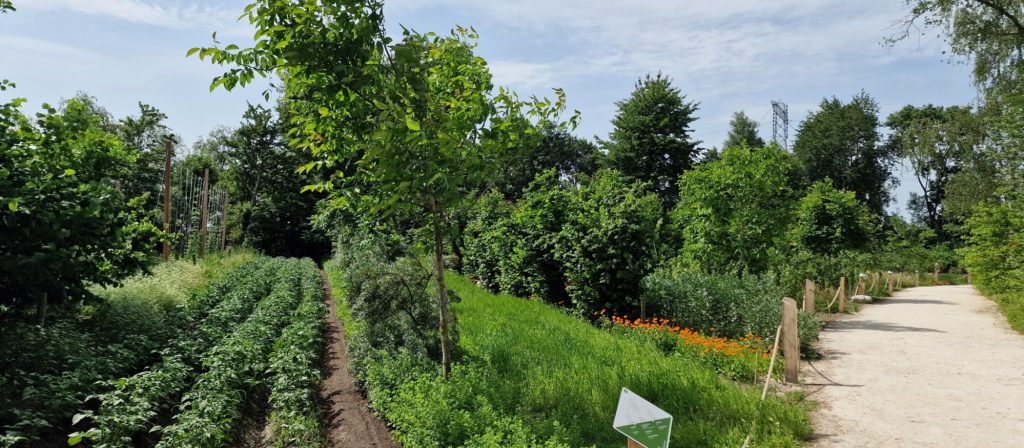 Agroforestry demonstratieperceel Utopia Eiland van Stichting Weerwoud in Almere